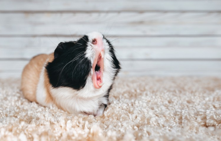 Guinea pig yawns and shows her teeth. The pet is tired.